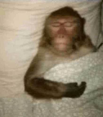 sleeping monke